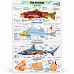 Fish Anatomy Chart
